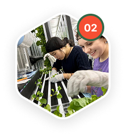 Seedlings are transplanted to vertical panels, where up to 88 panels per farm exist. Seedlings are irrigated through high efficiency drip irrigation and red/blue spectrum LED lighting.