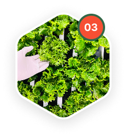 Upon pre-determined dates by our software, crops are harvested at optimum quality and freshness.  All produce is packaged inside our sealed Controlled Environment farm, ensuring freshness and highest food safety.
